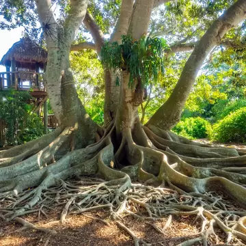 Marie Selby Botanical Gardens is a 15-acre (6.1 ha) botanical garden located at 900 South Palm Avenue in Sarasota, Florida.