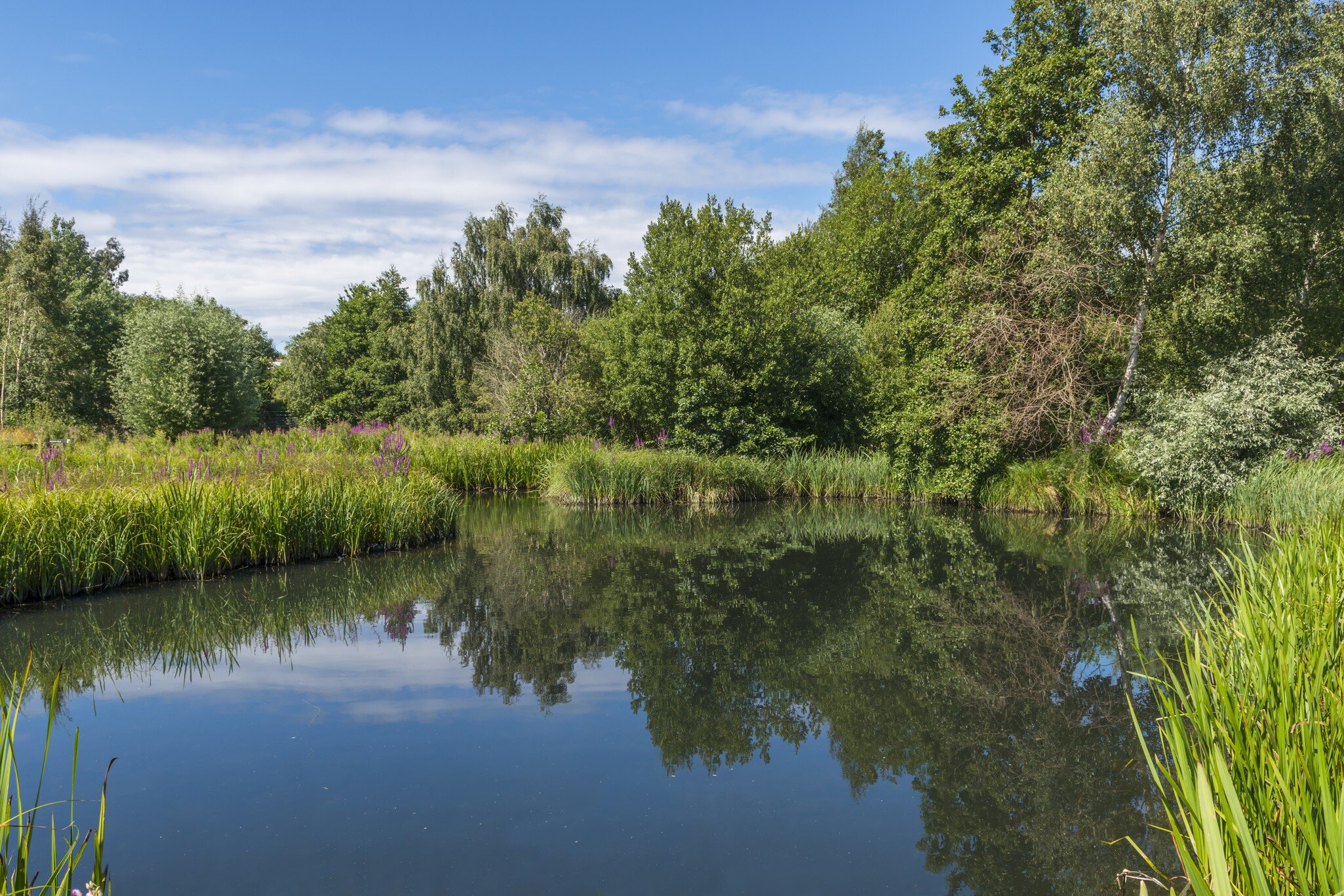 A small pond in London Wetlands Center - WWT nature reserve; Shutterstock ID 311331761;
