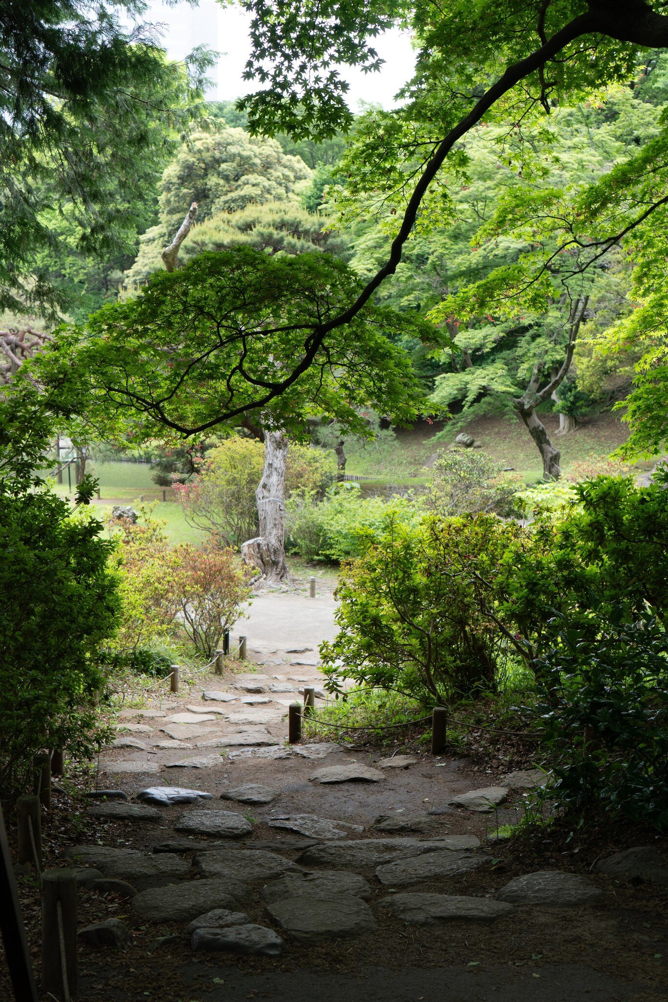 Autumn in Japan is very attractive season for its beautiful colors of Japanese maple, gingko and other trees.