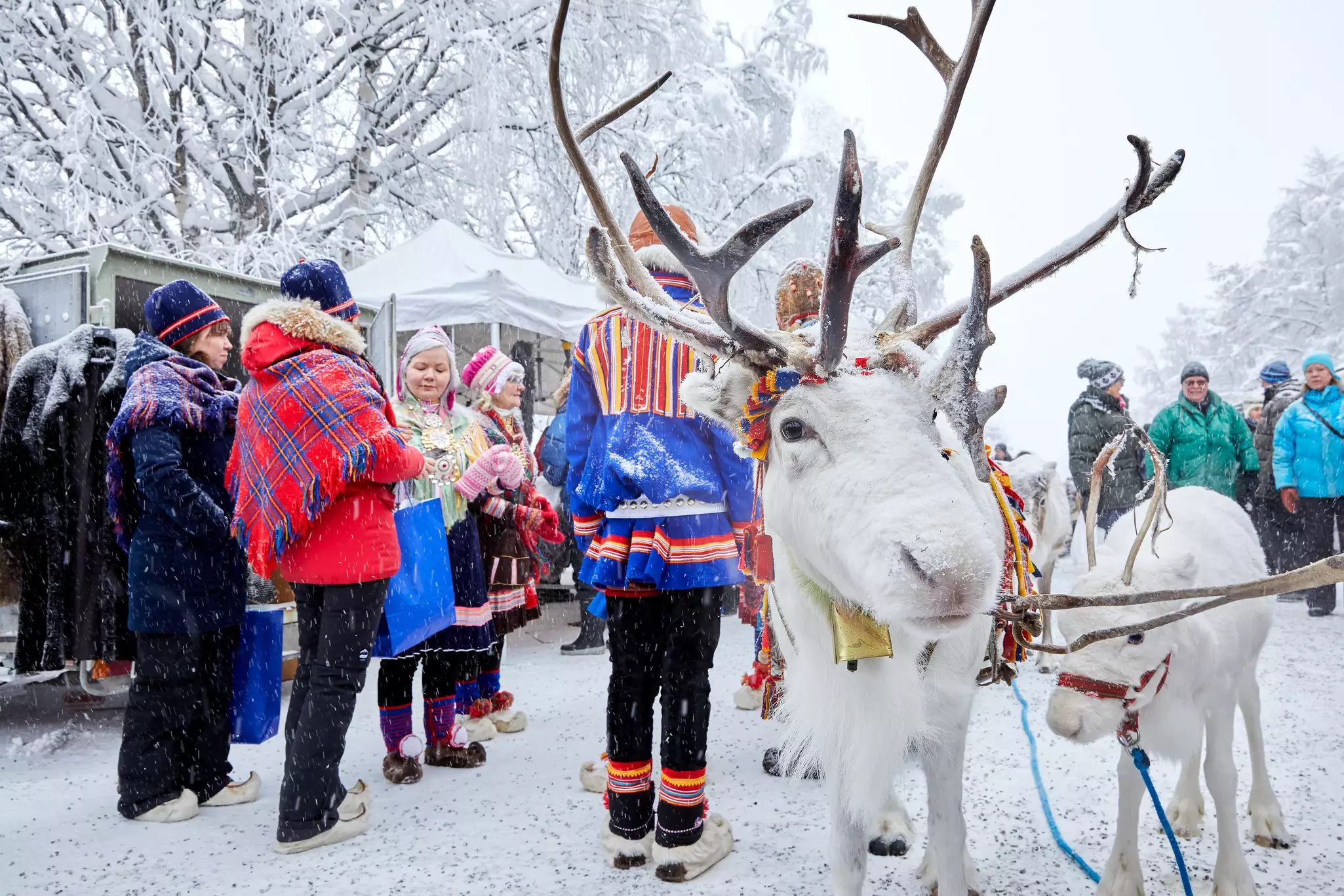 Jokkmokk, Sweden - Feb 08, 2019: Close up of reindeers out on a walk among visitors at Jokkmokk market. Traditional event during Jokkmokk.  License Type: media  Download Time: 2023-07-06T15:05:28.000Z  User: hannahblackie10  Is Editorial: Yes  purchase_order:   