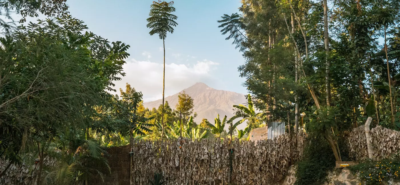 A distant mountain viewed from a garden with palm trees. 