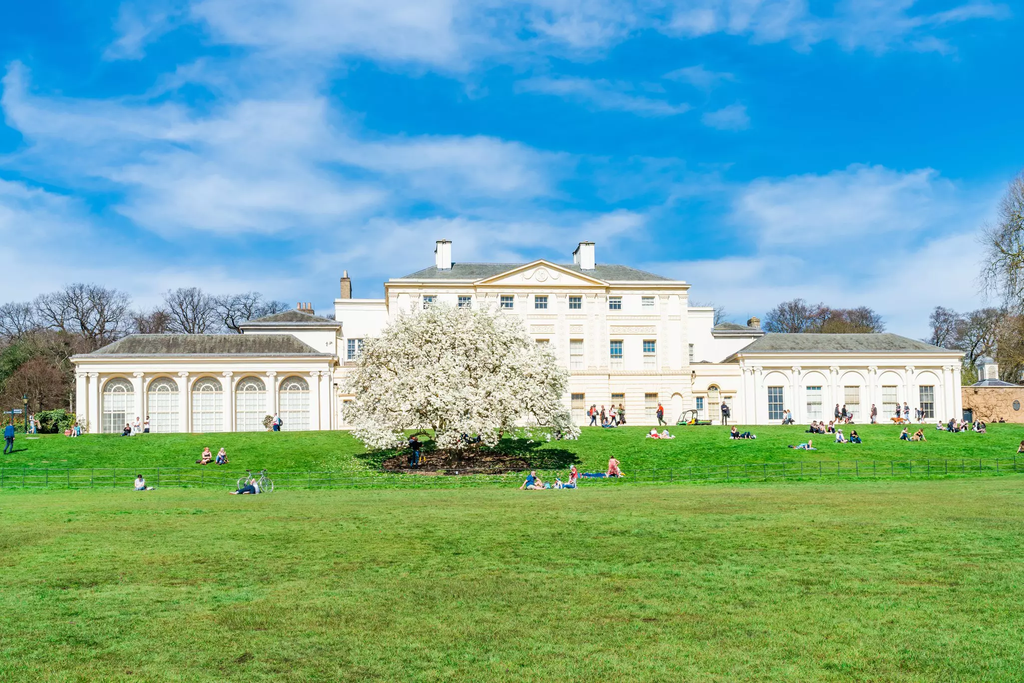 Wide shot of people sitting on a green lawn with a white blooming magnolia and large ornate building at the top of a low hill on a sunny day.