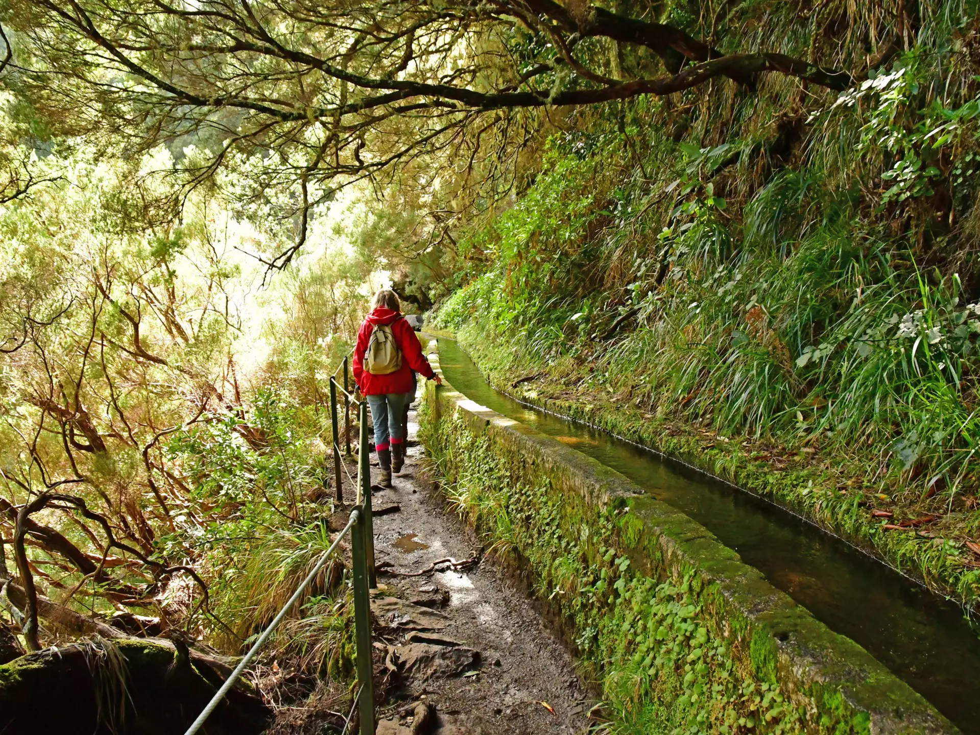 A person walks aside an irrigation canal in a lush green landscape.