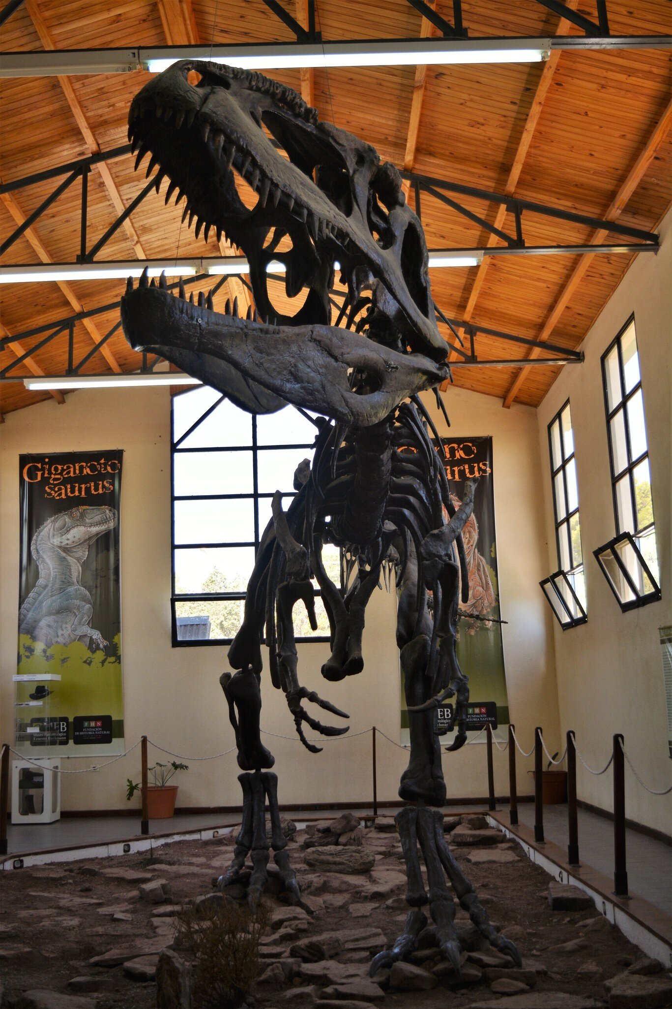 Dinosaur remains in El Chocón, Neuquén, Argentina.
