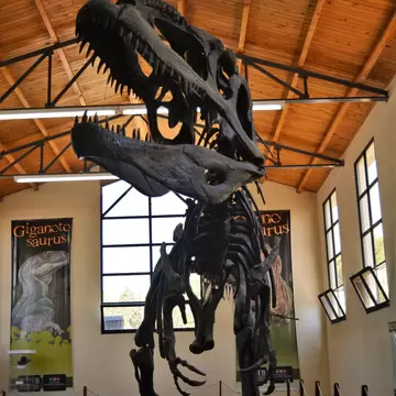 Dinosaur remains in El Chocón, Neuquén, Argentina.