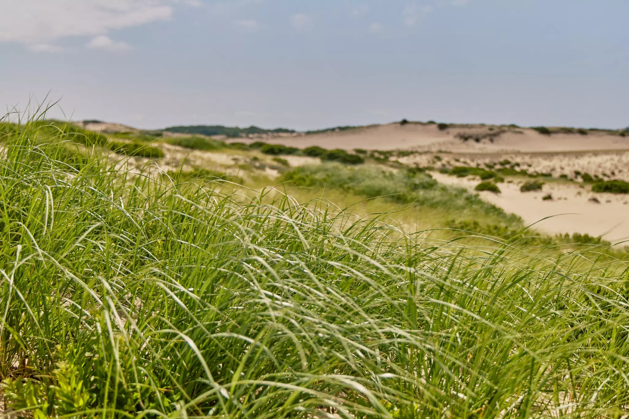 A close-up of grass blowing in the wind in a landscape of oceanside dunes