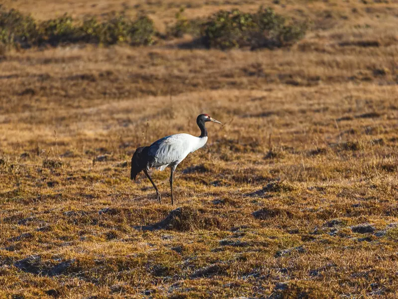 A black-necked crane in Phobjikha Valley, Bhutan. Framalicious/Shutterstock