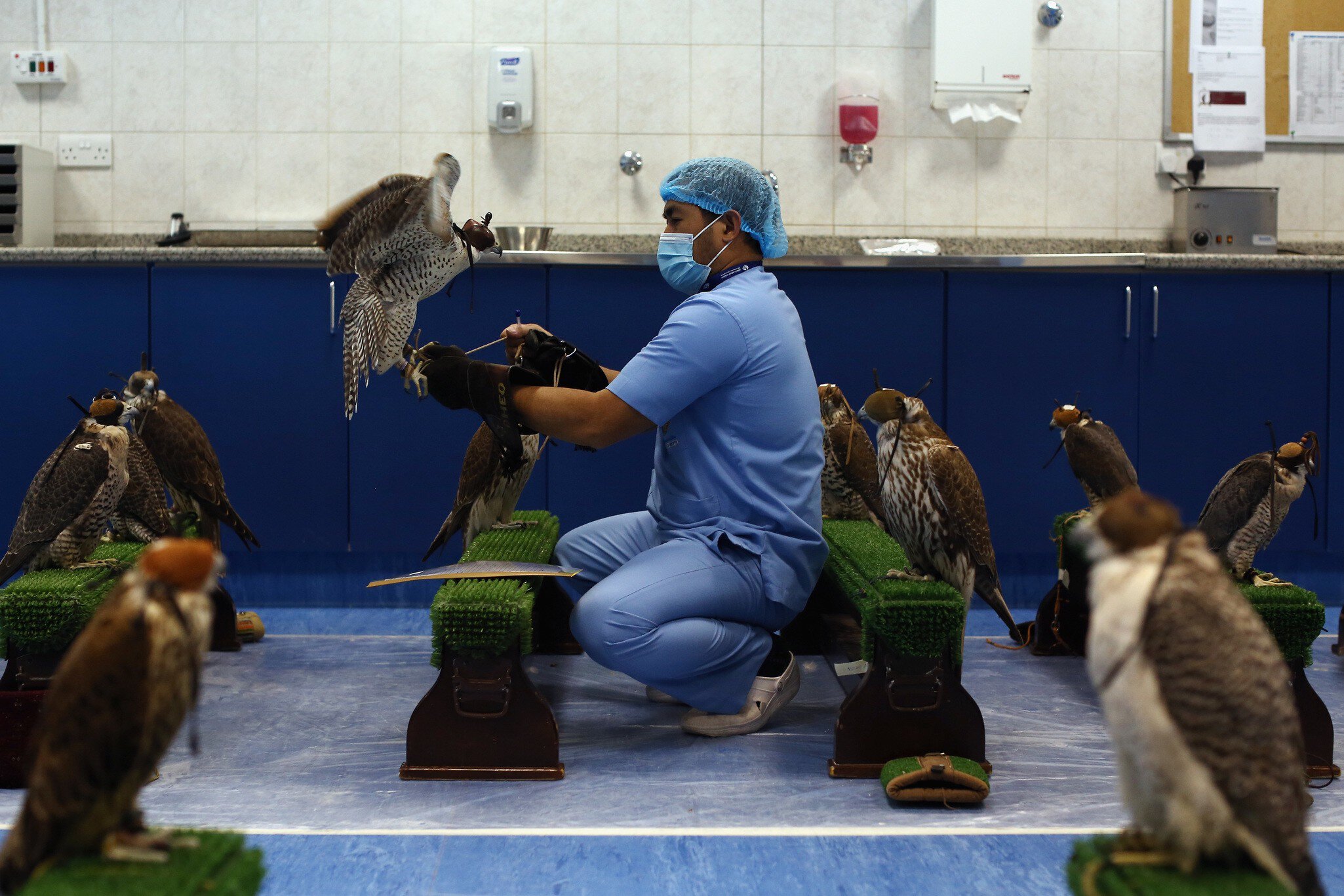 ABU DHABI, UNITED ARAB EMIRATES - FEBRUARY 03:  A falcon is placed on a bench at the Abu Dhabi Falcon Hospital, on February 3, 2015 in Abu Dhabi, United Arab Emirates. The Abu Dhabi Falcon Hospital (ADFH) is located just outside Abu Dhabi. It is t...