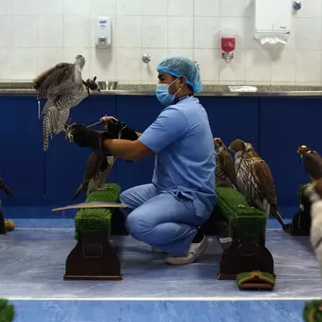 ABU DHABI, UNITED ARAB EMIRATES - FEBRUARY 03:  A falcon is placed on a bench at the Abu Dhabi Falcon Hospital, on February 3, 2015 in Abu Dhabi, United Arab Emirates. The Abu Dhabi Falcon Hospital (ADFH) is located just outside Abu Dhabi. It is t...