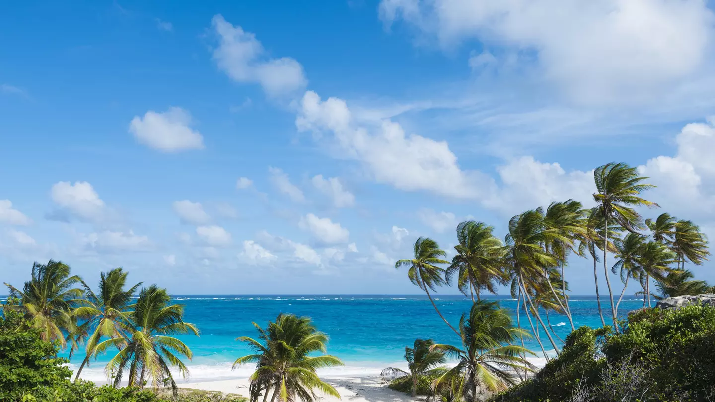 Empty sands and palm trees at Bottom Bay Beach in Barbados