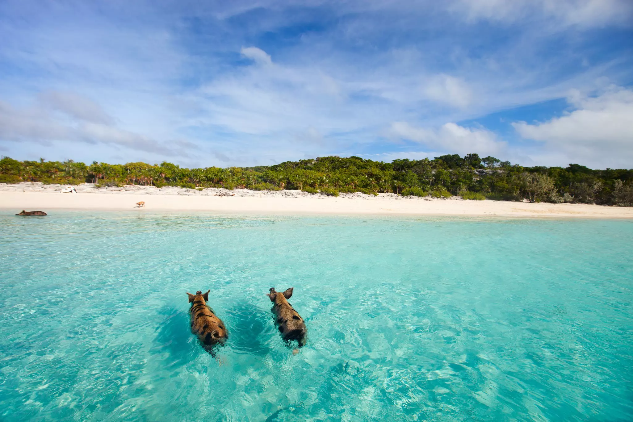 Exuma, with its clear blue water and swimming pigs. BlueOrange Studio/Shutterstock