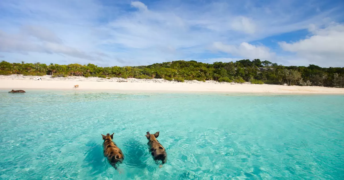 The 17 best things to do in the Bahamas - Lonely Planet