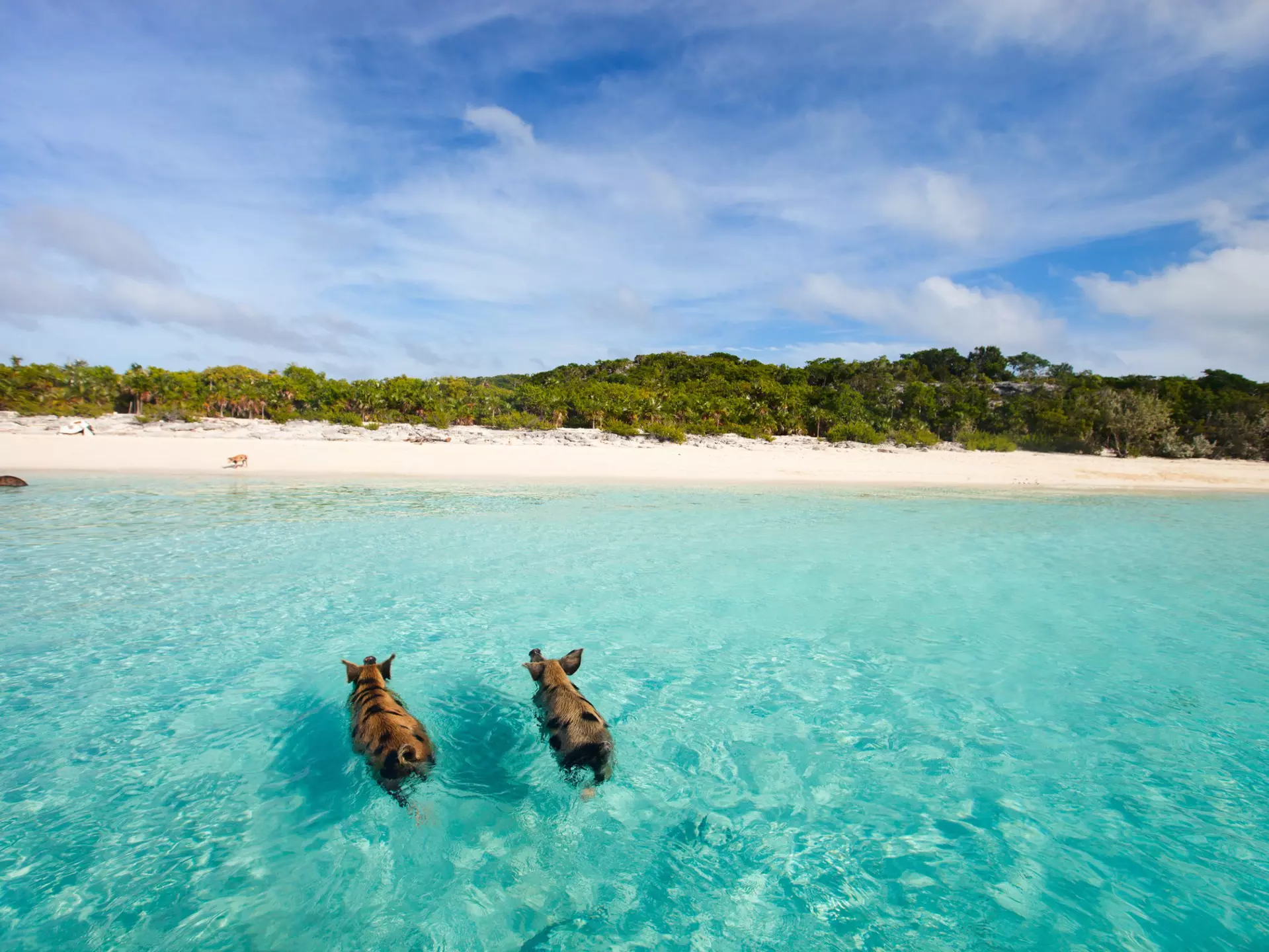 Swimming pigs of the Bahamas in the Out Islands of the Exuma