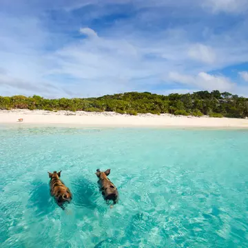 Swimming pigs of the Bahamas in the Out Islands of the Exuma