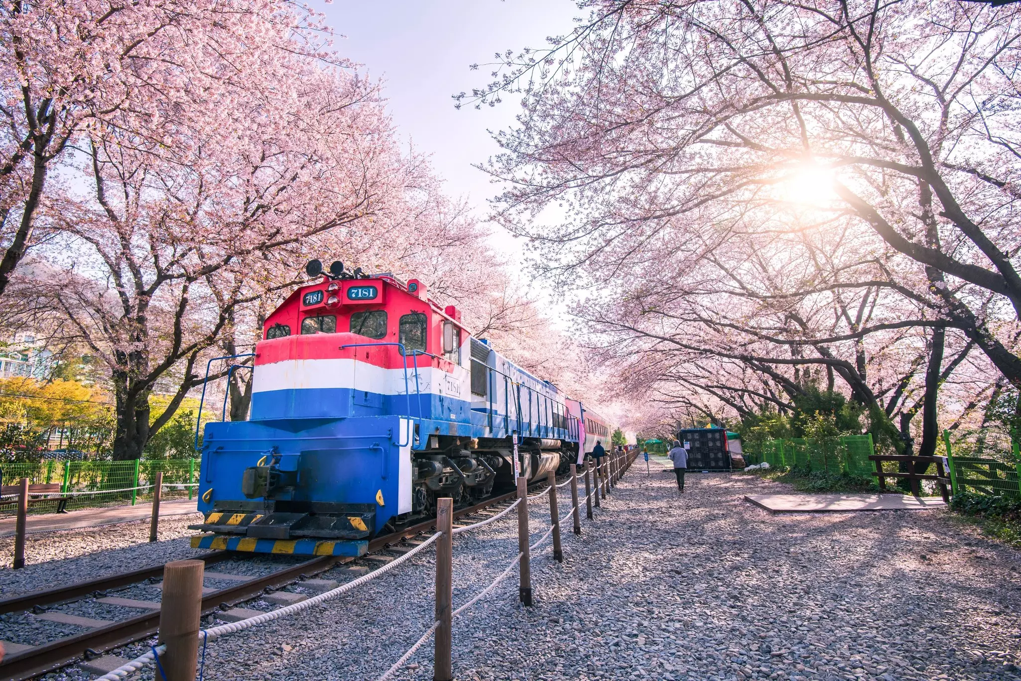 A train engine on a track surrounded by cherry trees in bloom with pink flowers.