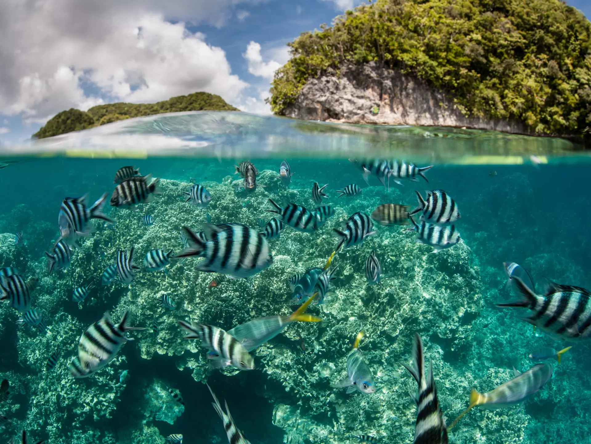 Palau is known for its beautiful marine life. Ethan Daniels/Shutterstock