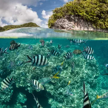 Palau is known for its beautiful marine life. Ethan Daniels/Shutterstock