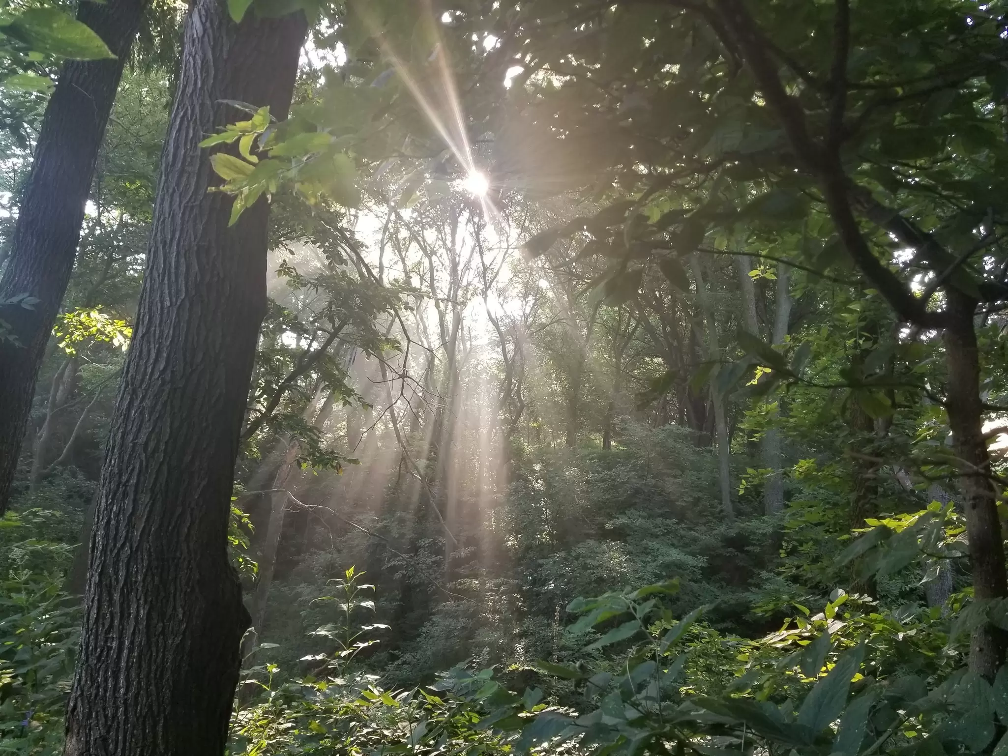 Sunrise breaking through a forest of trees