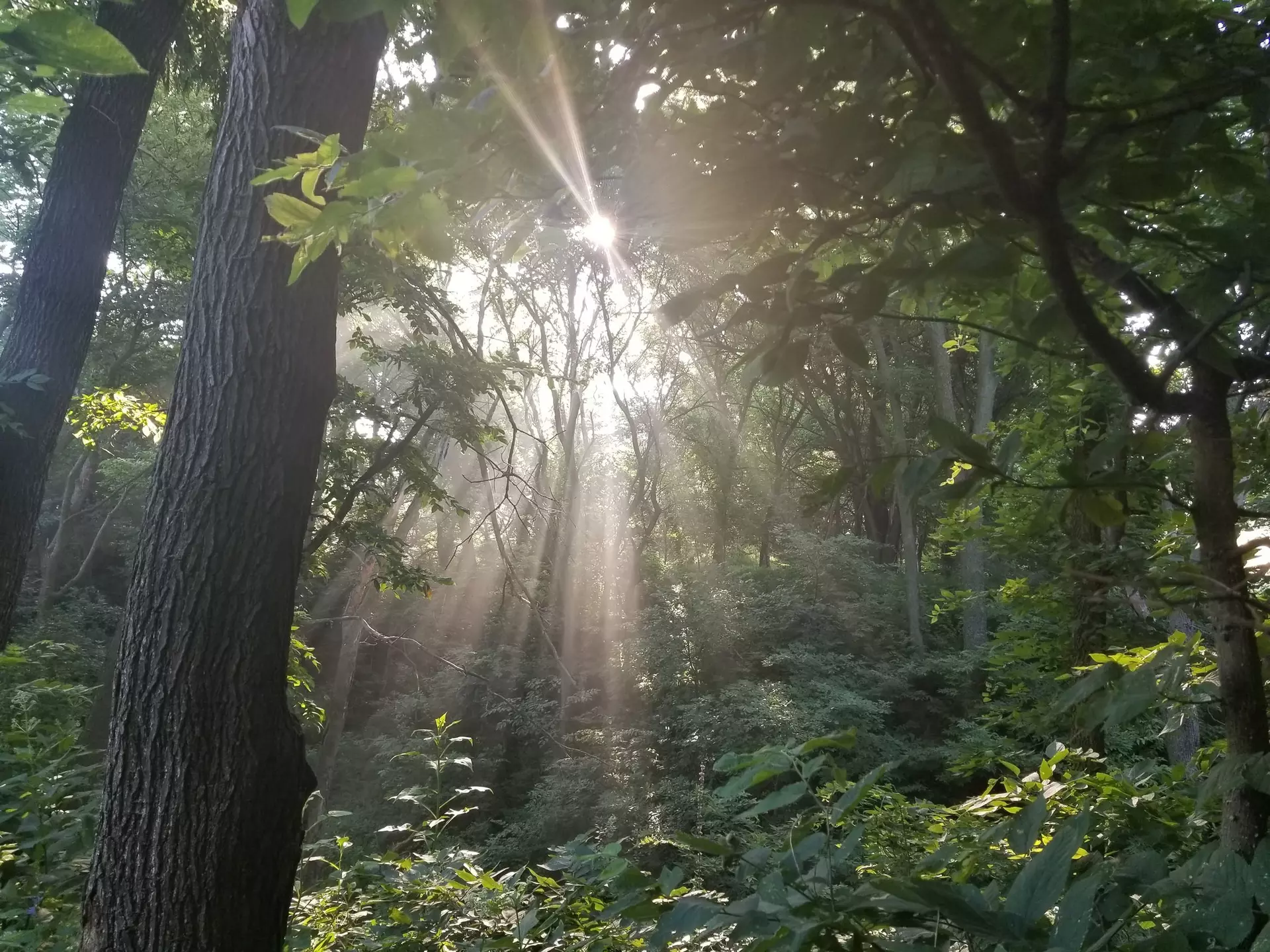 Picture of the sun shinging through the trees in an Iowa Timber on the James Farm
1159472577