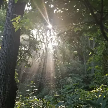 Picture of the sun shinging through the trees in an Iowa Timber on the James Farm
1159472577