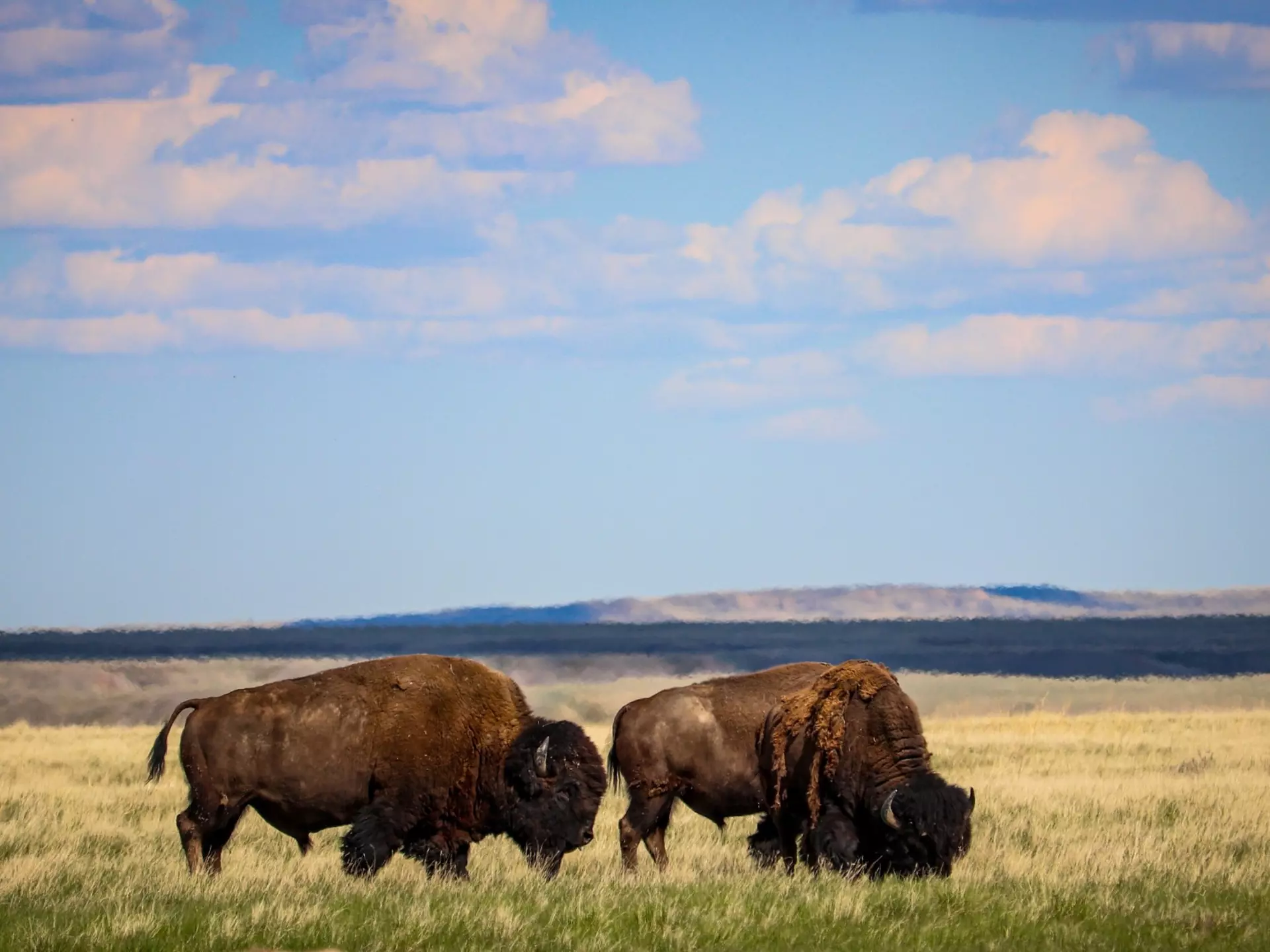 Bison in Grassland National Park in Saskatchewan Canada, License Type: media, Download Time: 2025-12-05T00:11:47.000Z, User: catalinaaragon, Editorial: false, purchase_order: 56530 - Guidebooks, job: Global Publishing WIP, client: Canada 17, other: Lonely Planet