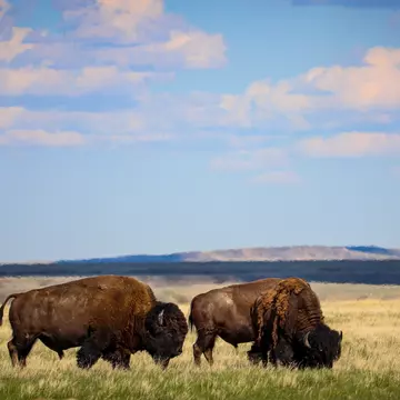 Bison in Grassland National Park in Saskatchewan Canada, License Type: media, Download Time: 2025-12-05T00:11:47.000Z, User: catalinaaragon, Editorial: false, purchase_order: 56530 - Guidebooks, job: Global Publishing WIP, client: Canada 17, other: Lonely Planet