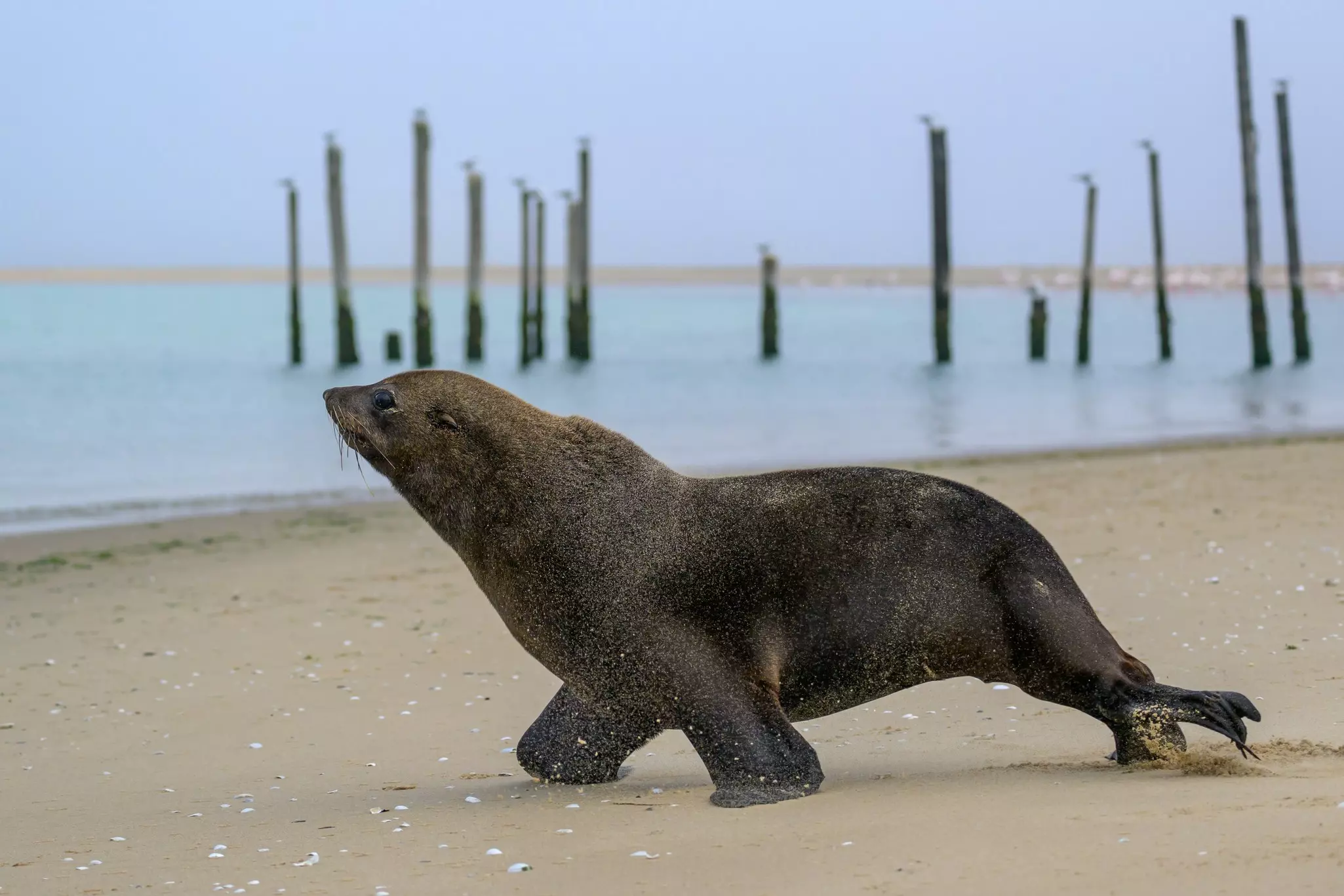 Walvis Bay, Namibia, Africa