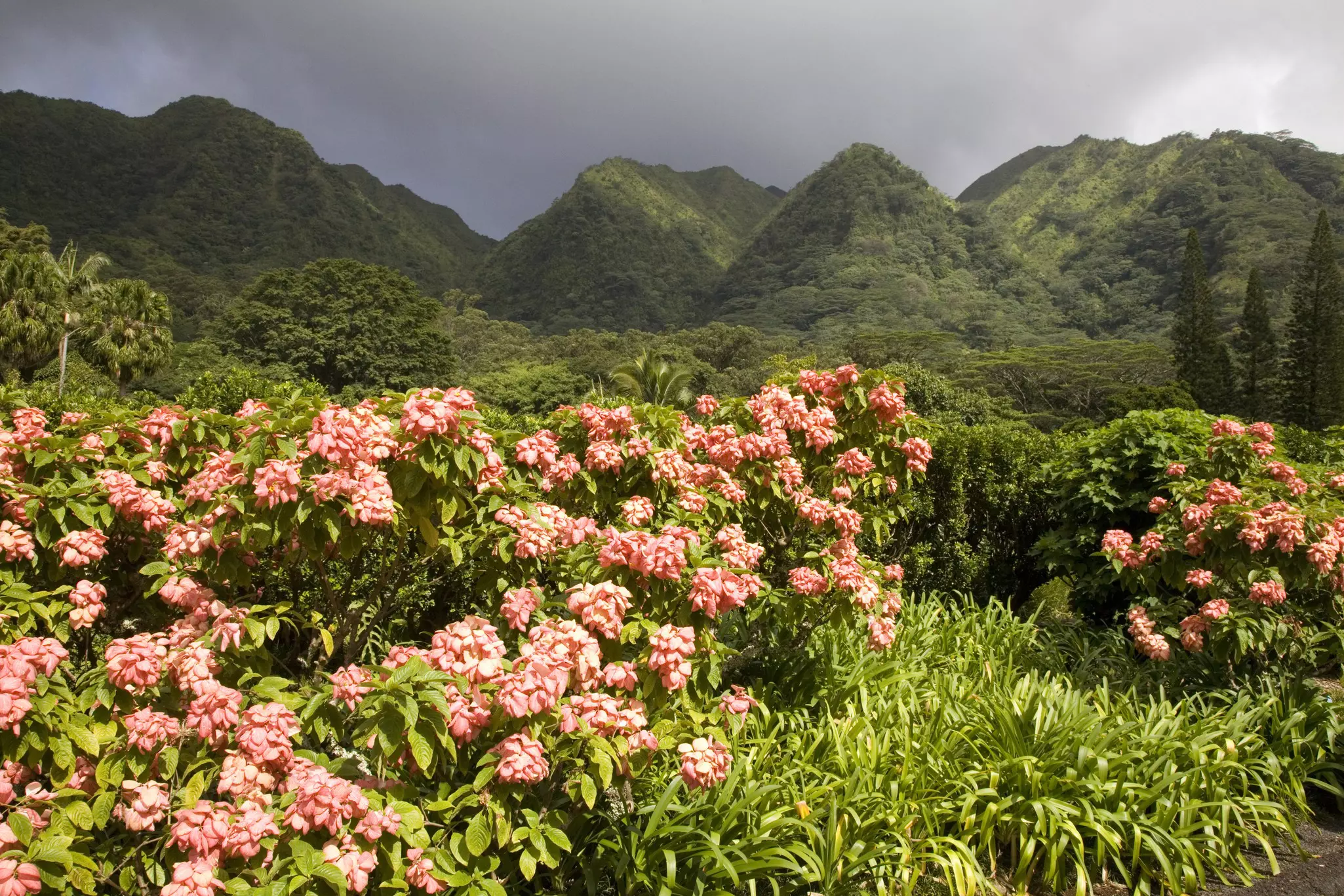 Pink-flowered bushes with lush, forested mountains in the distance with clouds above them.