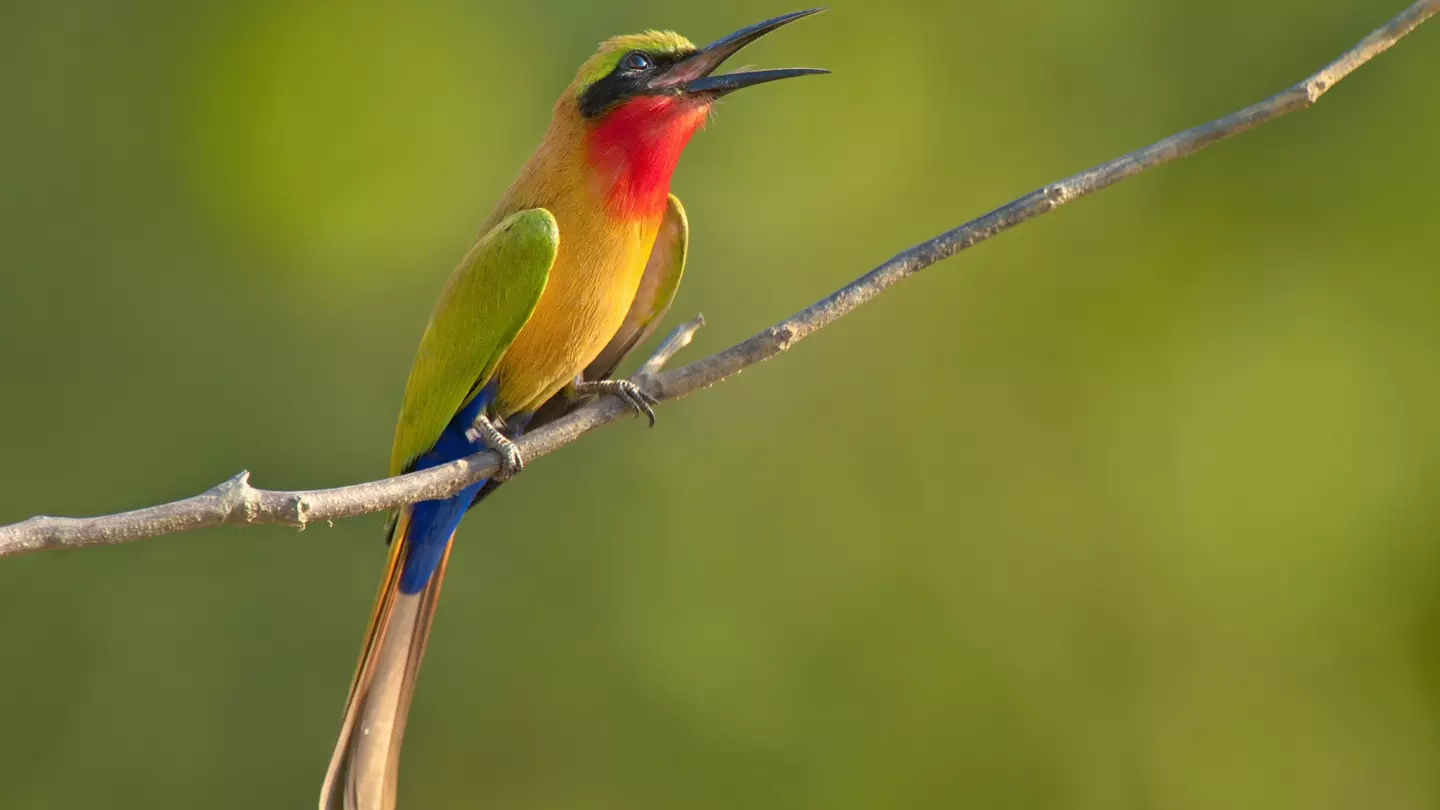 Red-throated bee-eater with green, red and yellow plumage perched on branch, Murops belocki, Mole National Park, Ghana