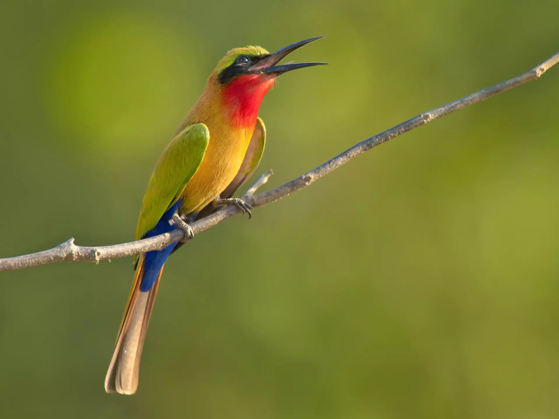 Red-throated bee-eater with green, red and yellow plumage perched on branch, Murops belocki, Mole National Park, Ghana