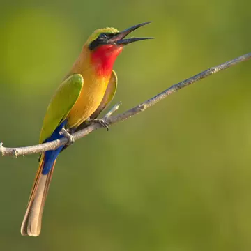 Red-throated bee-eater with green, red and yellow plumage perched on branch, Murops belocki, Mole National Park, Ghana