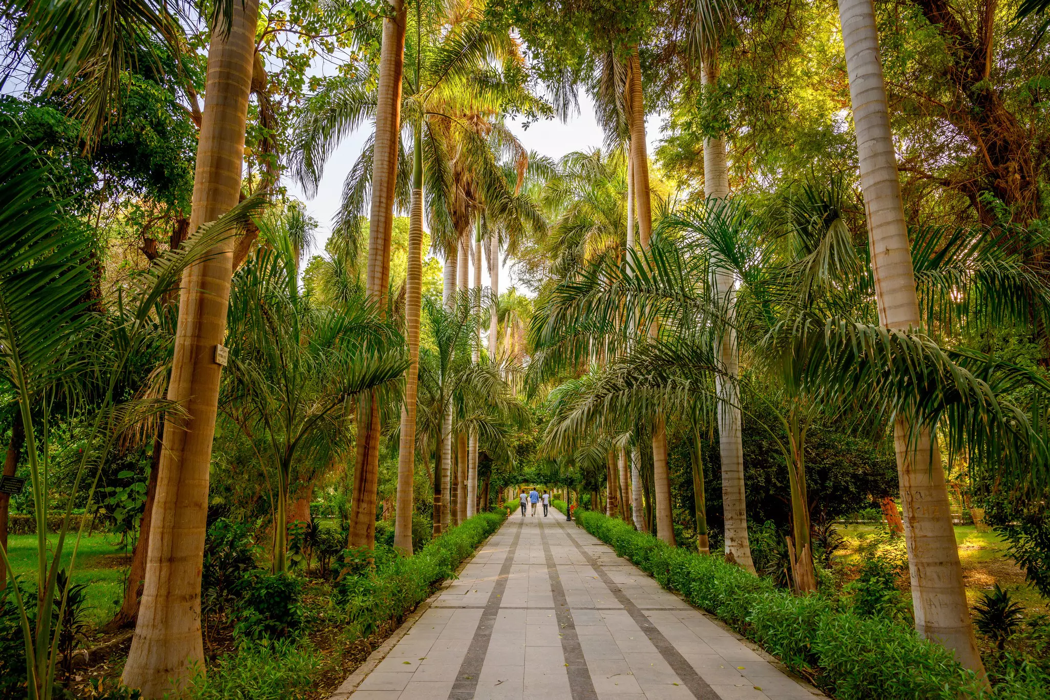 1146609175
Tropical botanical gardens at Aswan in Egyp