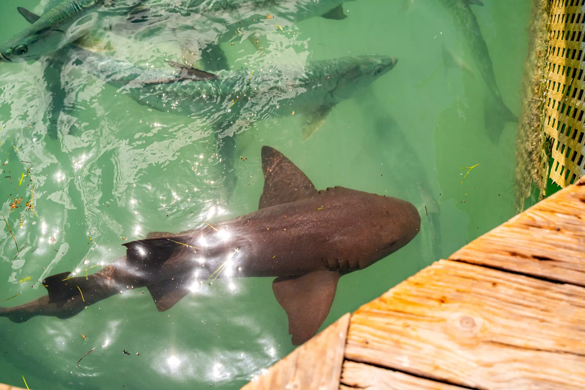 Two large fish are pictured from above in the water by a wooden dock.