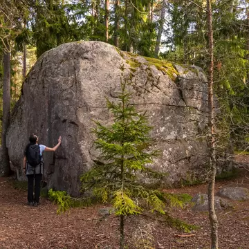 Hiker with a backpack touching a huge moss-topped glacial boulder among pine and spruce in Lahemaa National Park, Estonia
