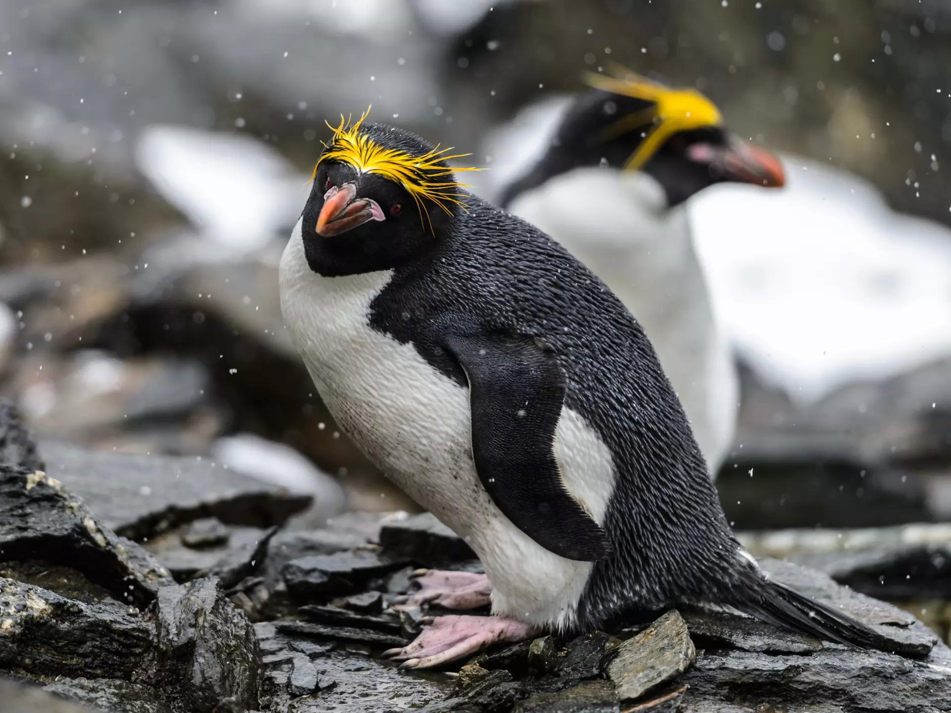Macaroni Penguin (Eudyptes chrysolophus), a species of penguin found from the Subantarctic to the Antarctic Peninsula.
140616661
egg, bad, zoo, rain, cold, park, bird, rock, line, swim, dive, cute, drop, beak, hair, pole, snow, wild, spot, fish, dirty, white, south, black, young, beach, color, polar, island, travel, yellow, colony, nature, aquatic, penguin, feather, feeding, seabird, chester, elephant, breeding, mountain, macaroni, wildlife, peninsula, captivity, patagonia, antarctic, antarctica, endangered