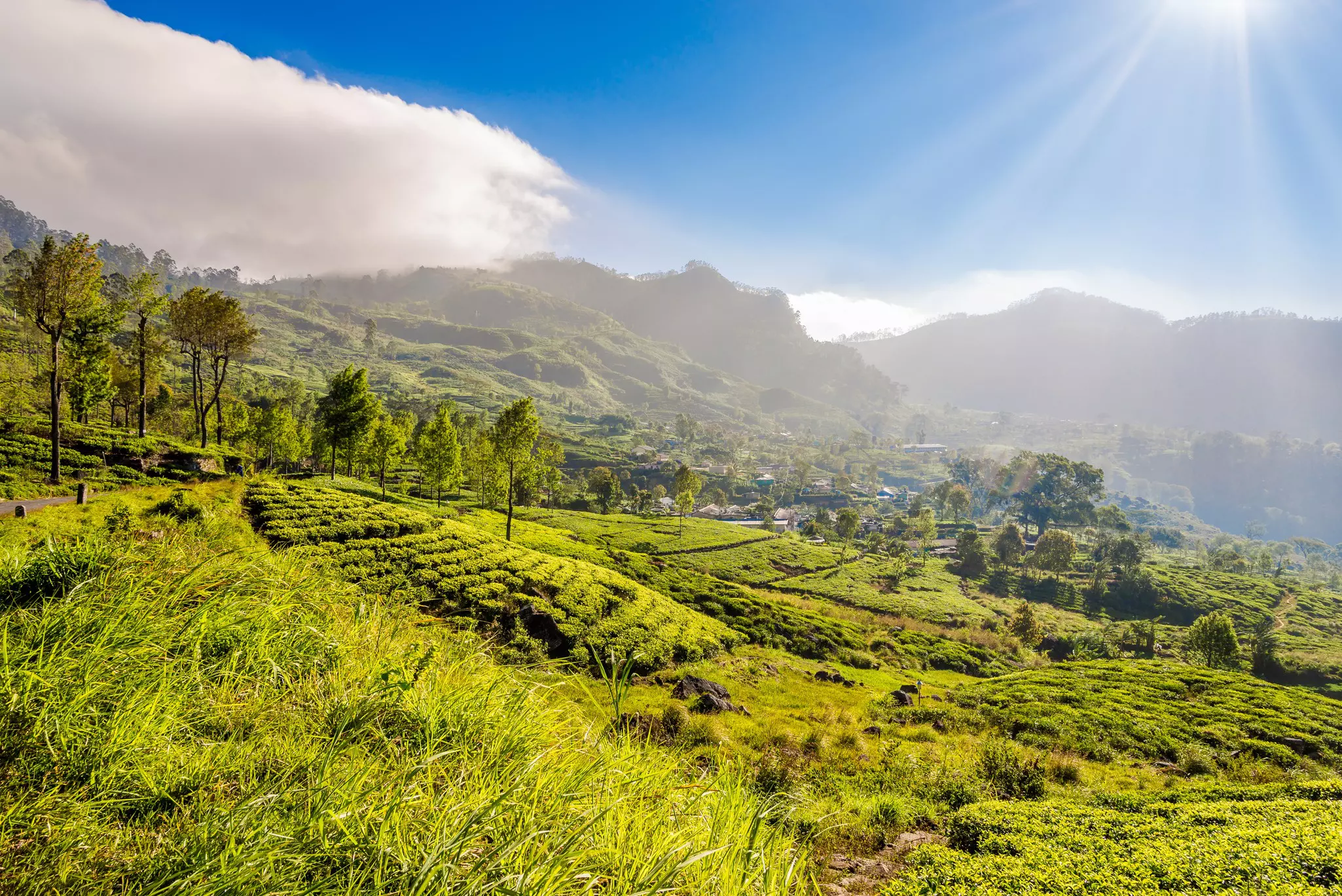 Morning view at the Tea plantations near Haputale - Sri Lanka