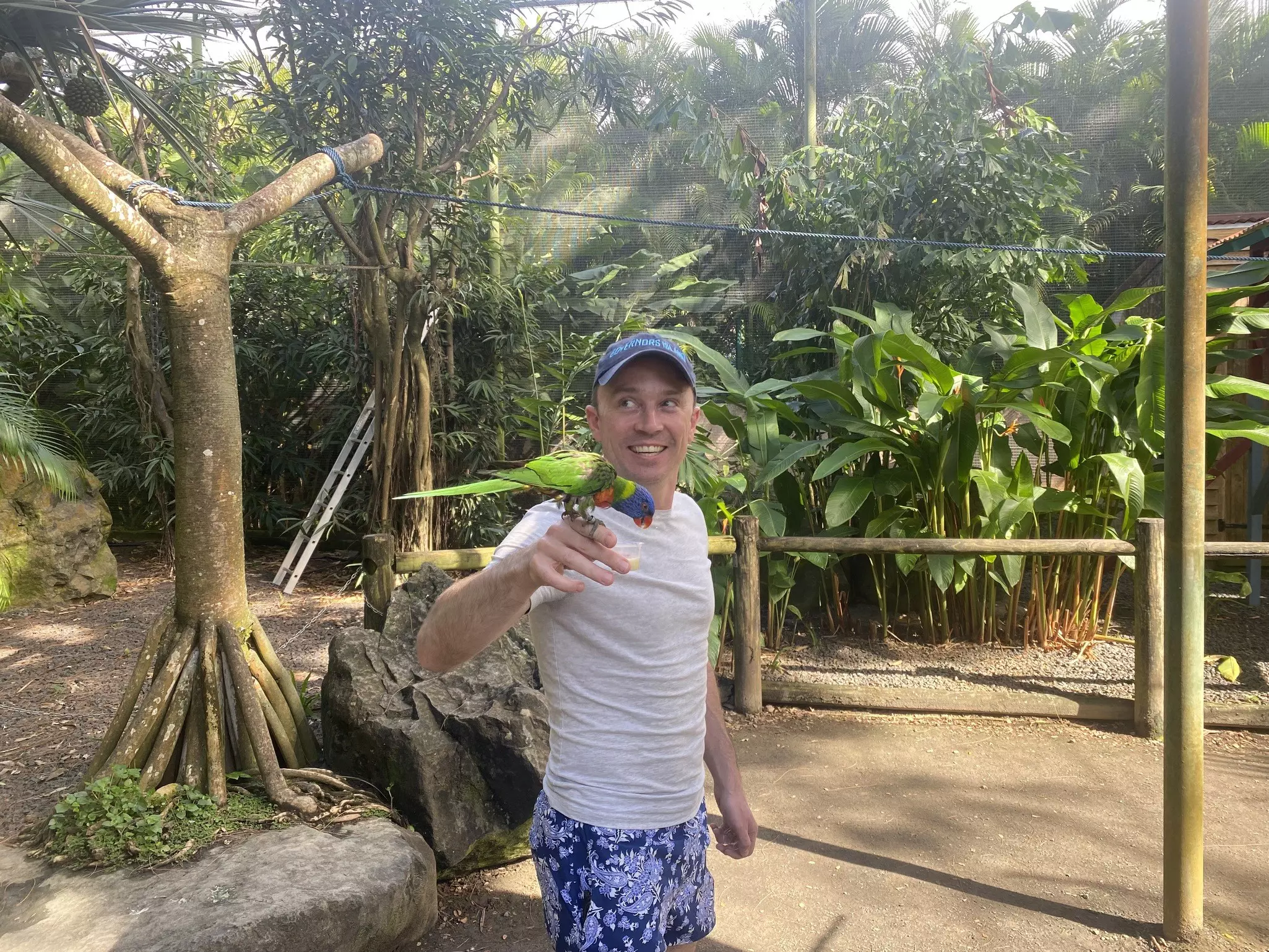 These colorful friends will never fail to gorge themselves on the sugary syrup you can bring into their aviary © Brian Healy