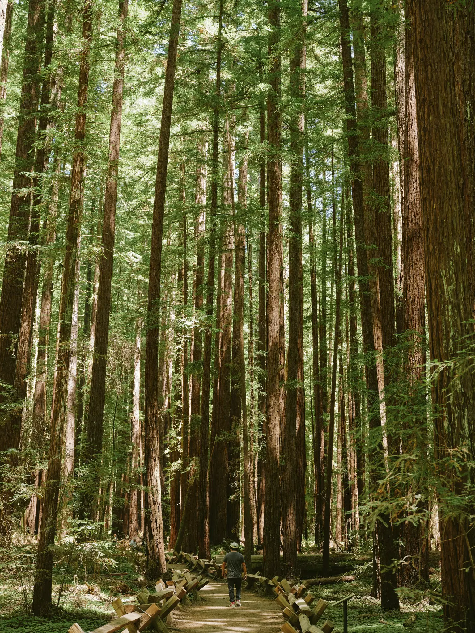 Armstrong Natural Reserve, Sonoma, California