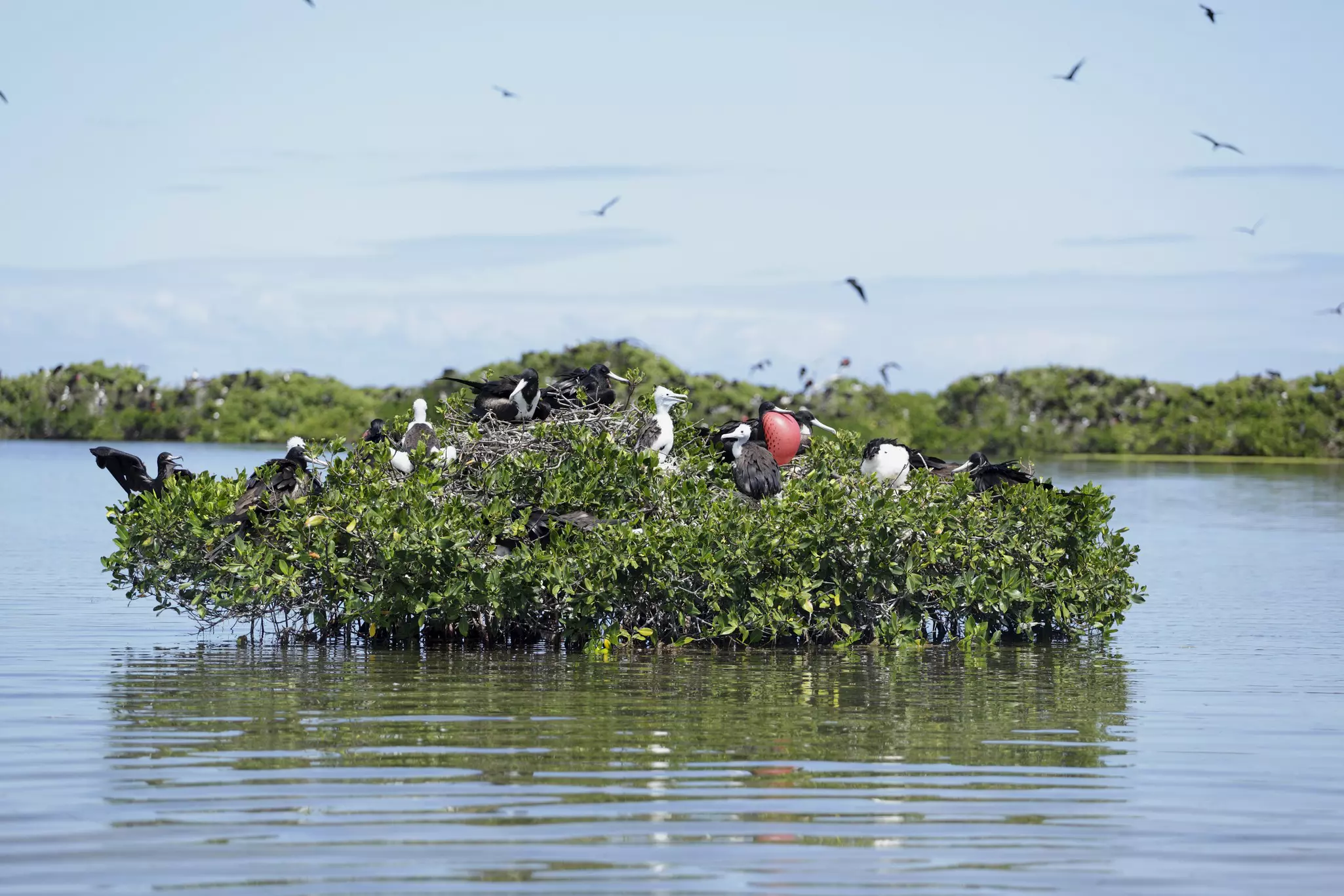 A large nest-like section of mangrove floating in water covered in birds in red, black and white.