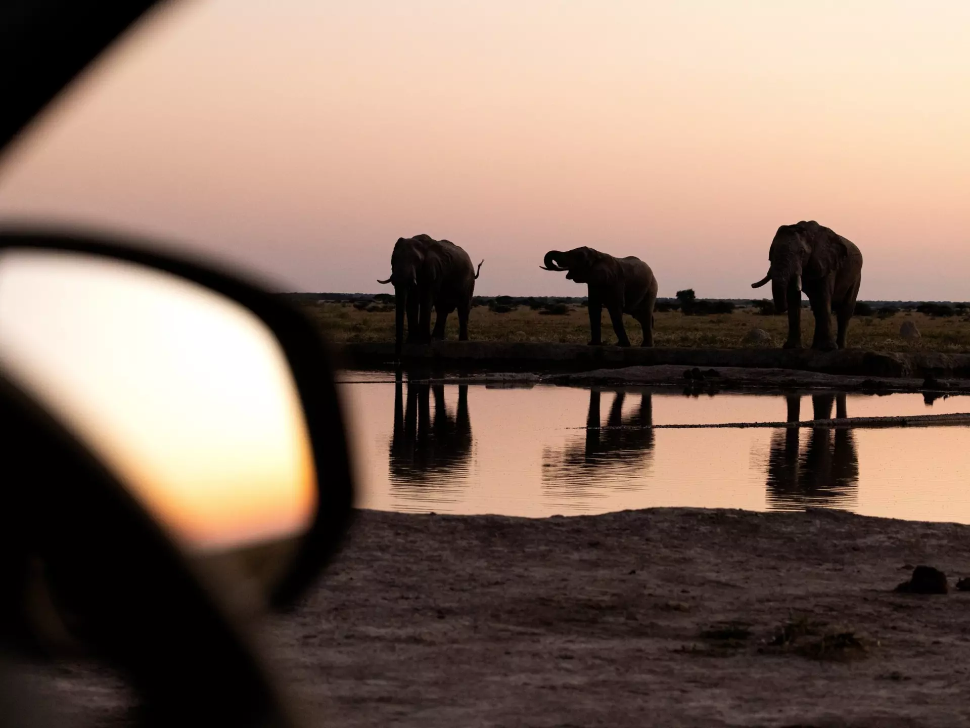 Elephants at a watering hole in Africa at sunset. 