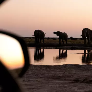 Elephants at a watering hole in Africa at sunset. 