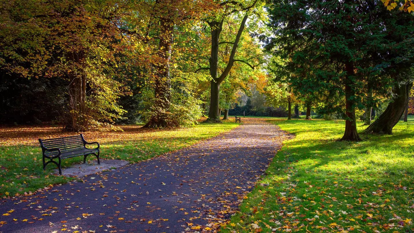 An empty bench at Ormeau Park, Belfast at the end of summer. There is green grass and trees either side just starting to turn with a scattering of yellow and red leaves on the floor.
