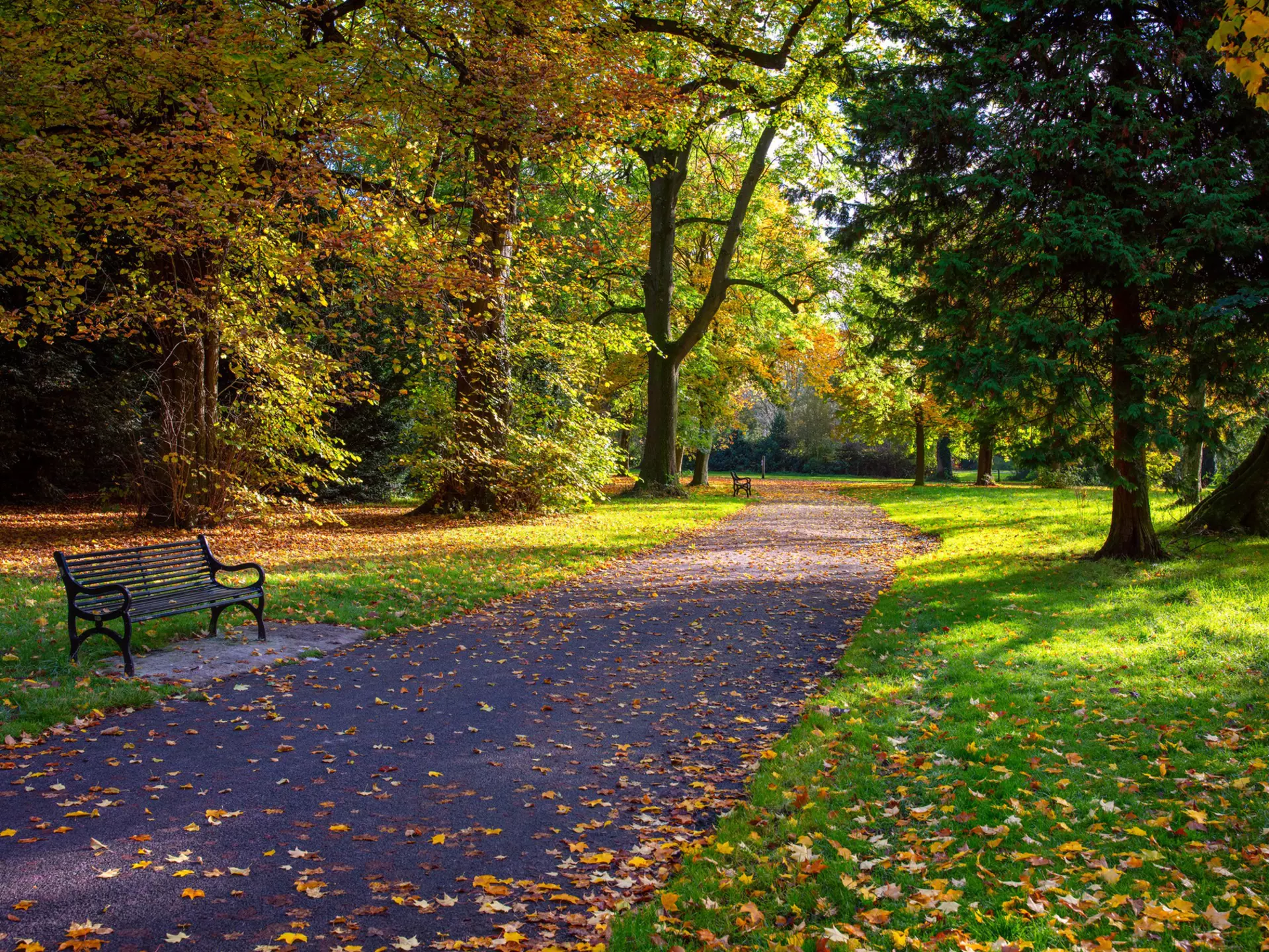 An empty bench at Ormeau Park, Belfast at the end of summer. There is green grass and trees either side just starting to turn with a scattering of yellow and red leaves on the floor.