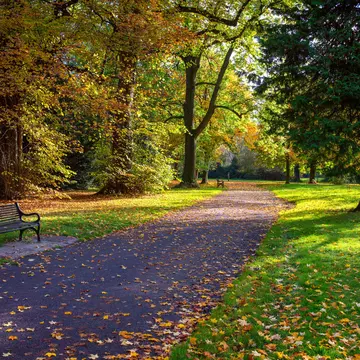 An empty bench at Ormeau Park, Belfast at the end of summer. There is green grass and trees either side just starting to turn with a scattering of yellow and red leaves on the floor.