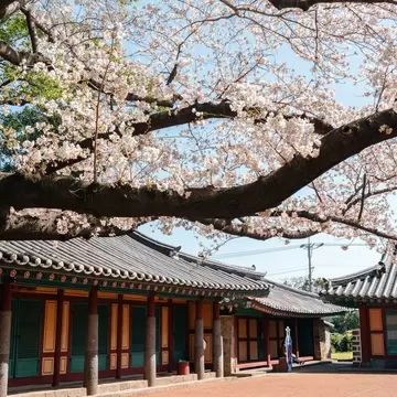 Pale pink cherry blossom spreading over a traditional Korean hall with a tiled roof and red pillars, Samseonghyeol, Jeju