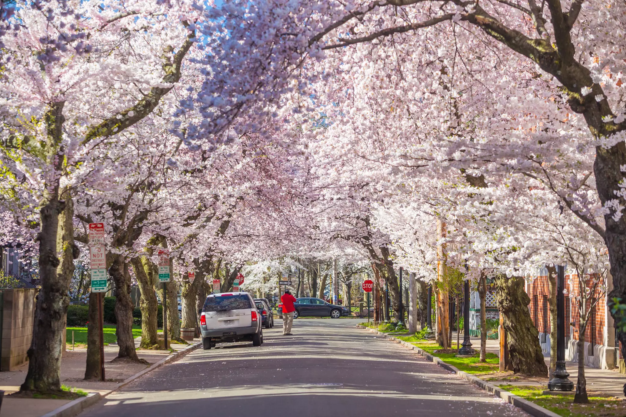 Blossoming Yoshino cherry trees transform New Haven’s Wooster Square each year © Shutterstock
