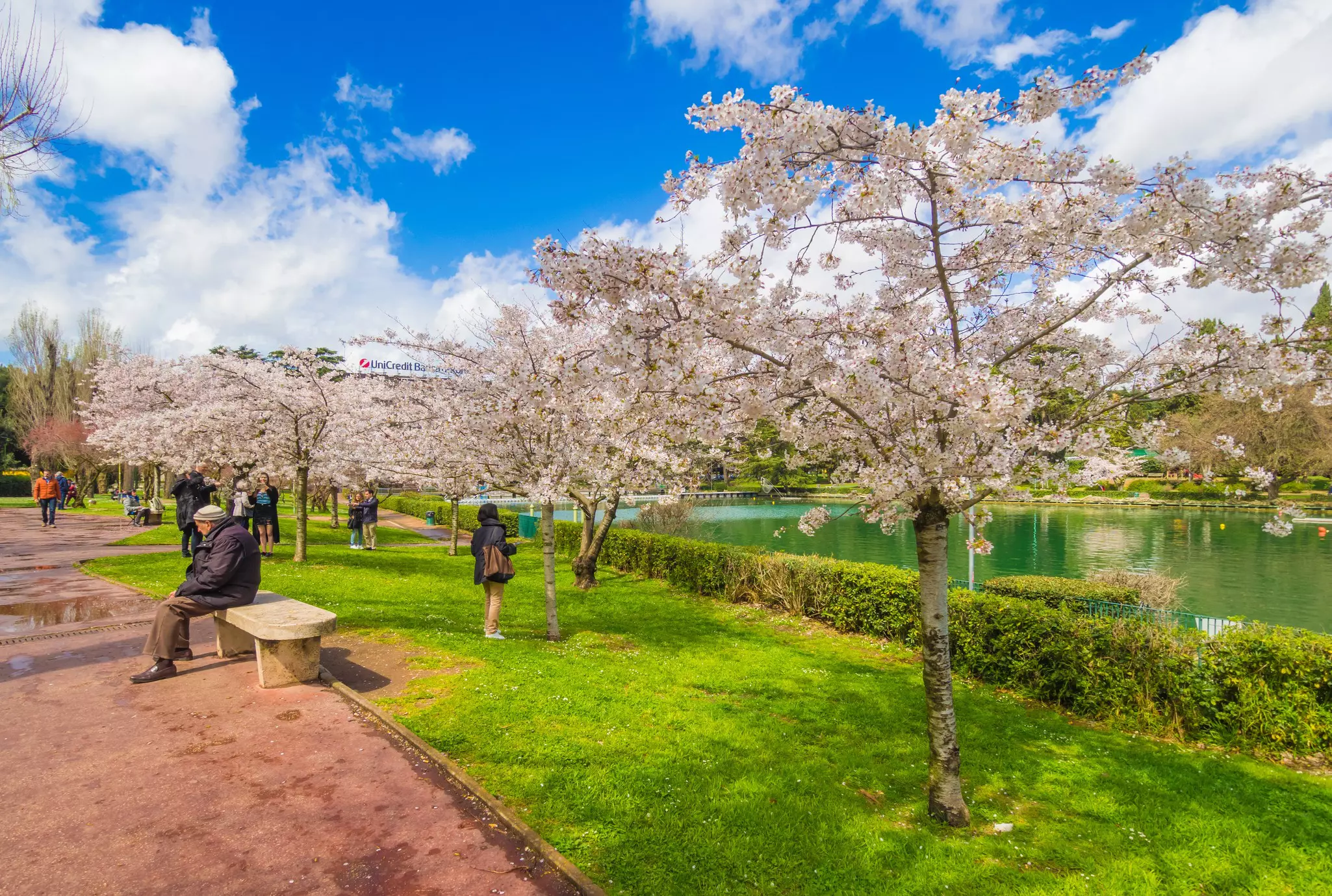 People enjoy a city park, passing by flowering cherry trees on a lawn by a lake.