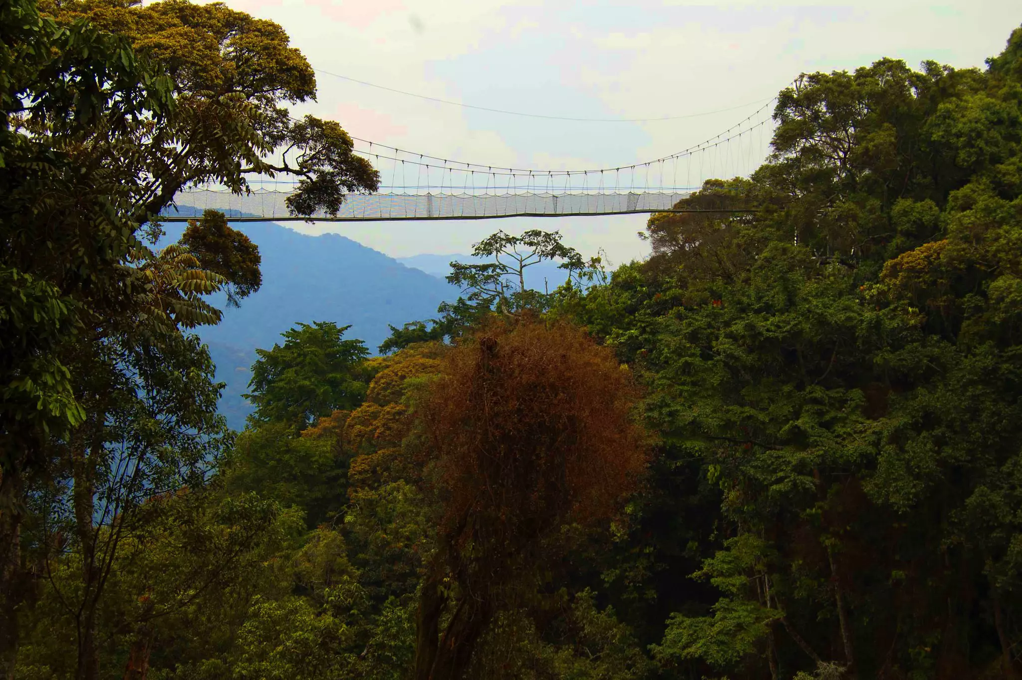 The canopy walkway in Nyungwe Forest National Park is one of the most spectacular in the world © Courtesy of Visit Rwanda