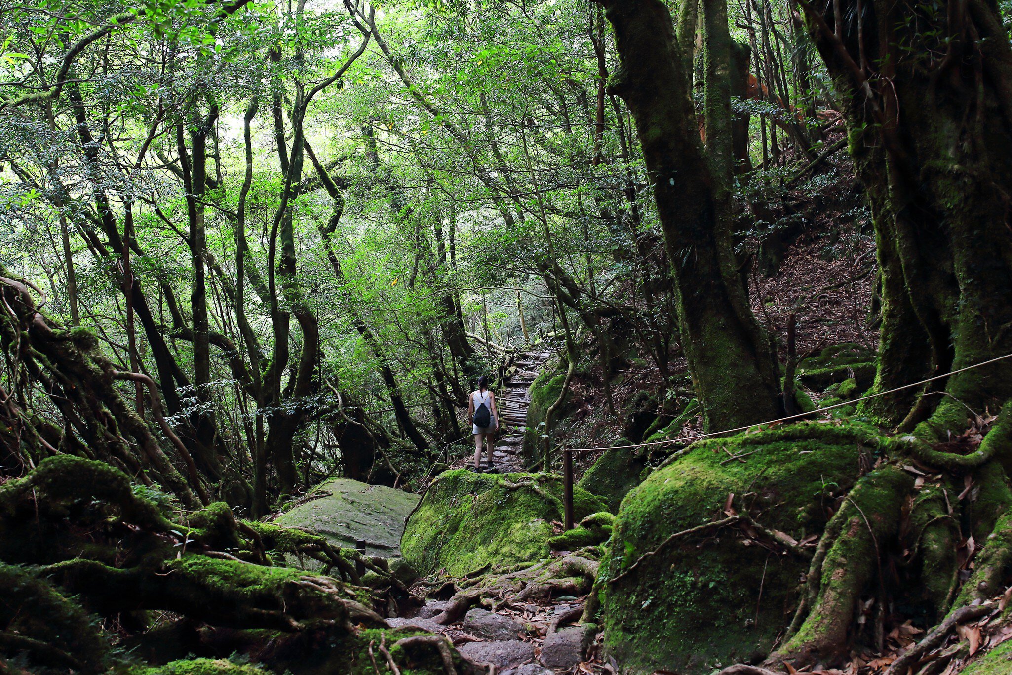 A hiker in a dense woodland with gnarled tree roots that go over the path in places.