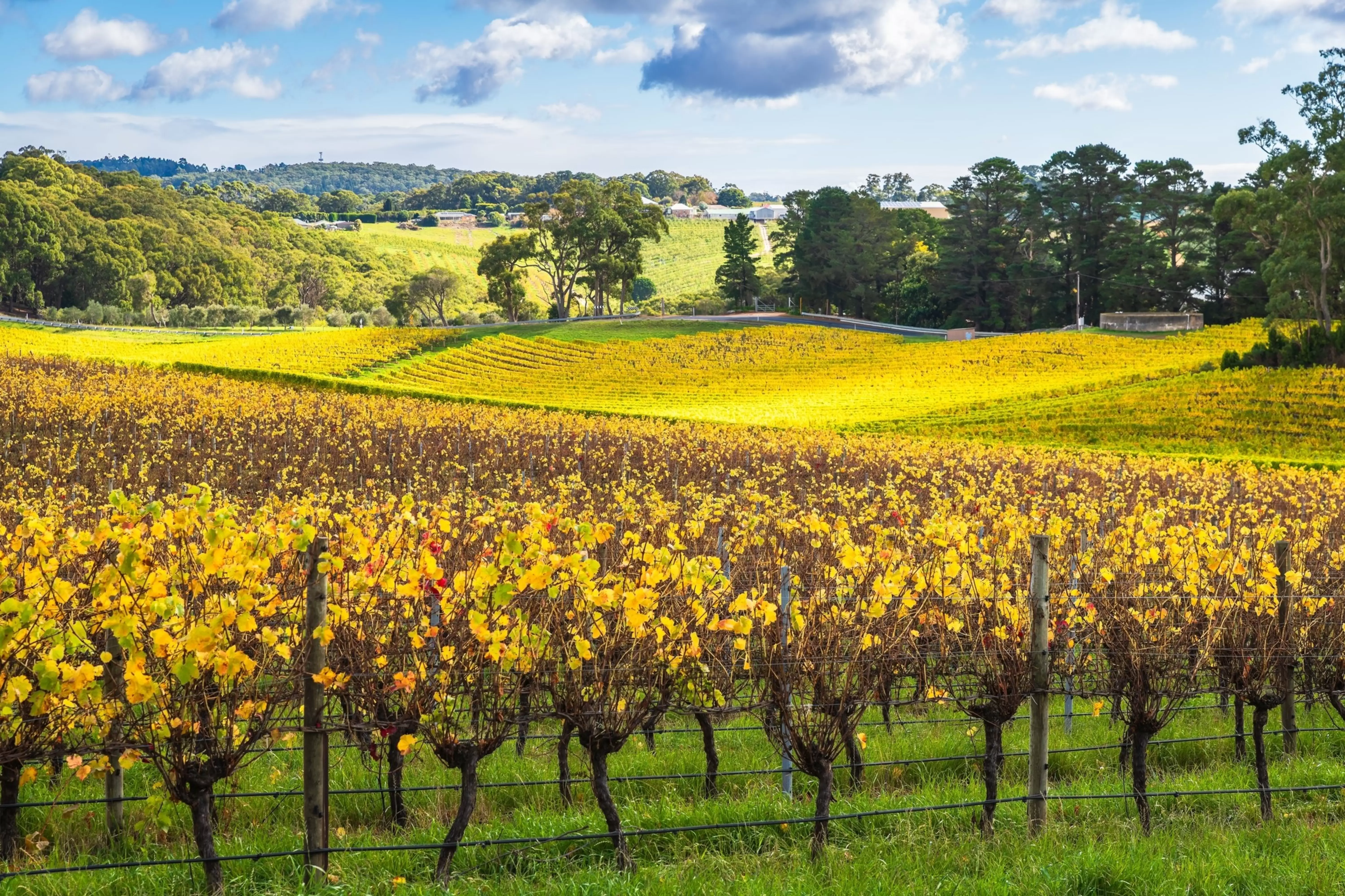 Australian wine region landscape with autumn vineyard colours, Adelaide Hills, South Australia